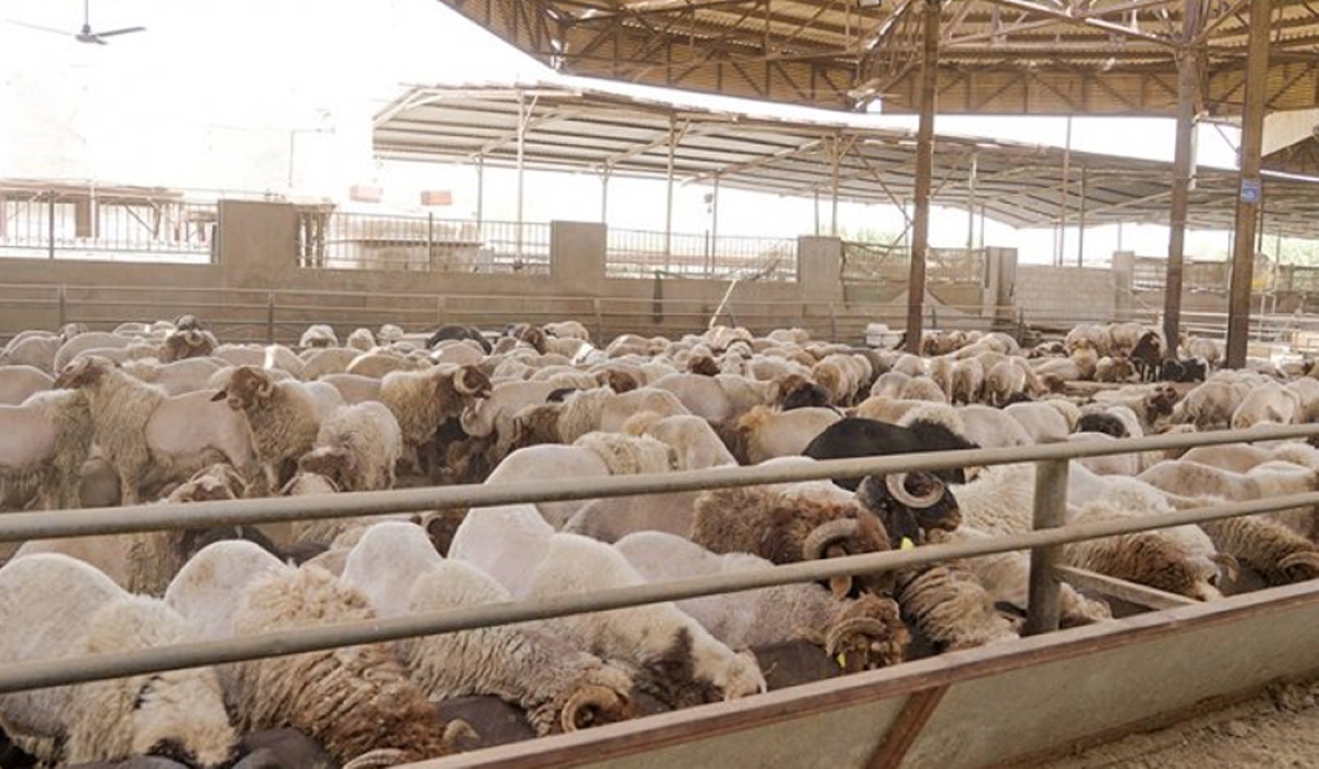 National Initiative to Support Sheep Meat Prices in Ramadan
